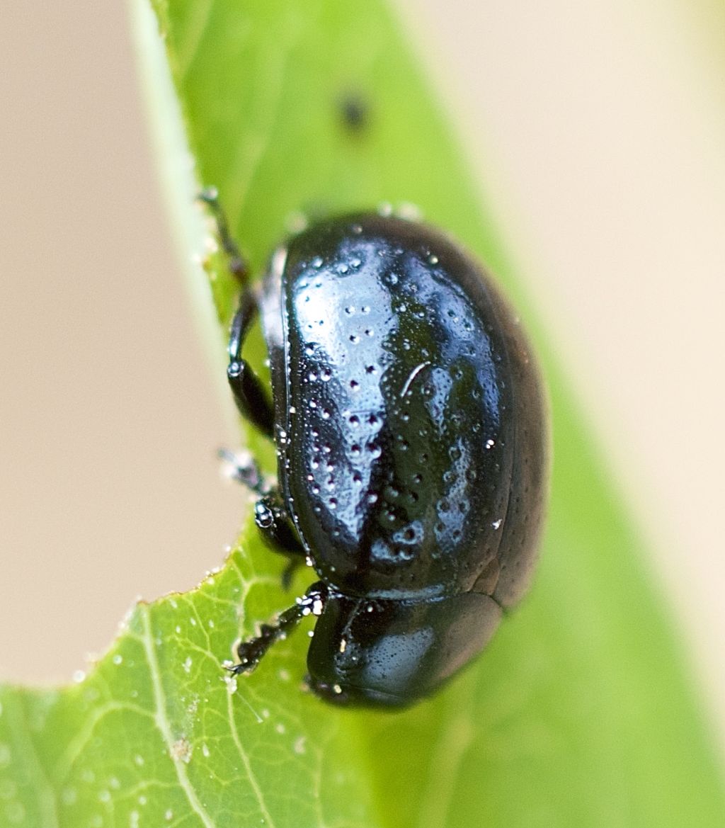 Chrysolina haemoptera? No, Chrysolina cfr. quadrigemina